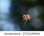 A close-up view of a spider weaving a web