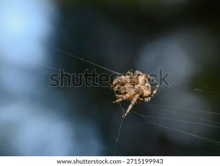 A close-up view of a spider weaving a web