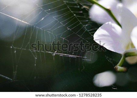 Similar – la plante blanche Flower