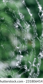 Close-up view of spider's web weaved by a spider isolated on green background