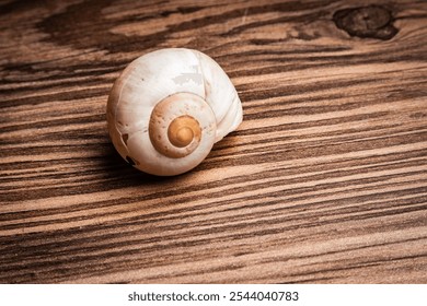 Close-up view of a spiraled shell resting on weathered wooden surface