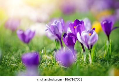 Closeup view of the spring flowers in the park. Crocus blossom on beautiful morning with sunlight in the forest in april