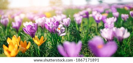 Closeup view of the spring flowers in the park. Crocus blossom on beautiful morning with sunlight in the forest in april