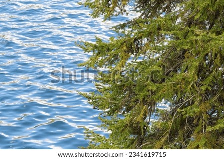 Close-up view of spruce tree branches and water on the background, Phelps Lake, Grand Teton National Park, Wyoming, USA