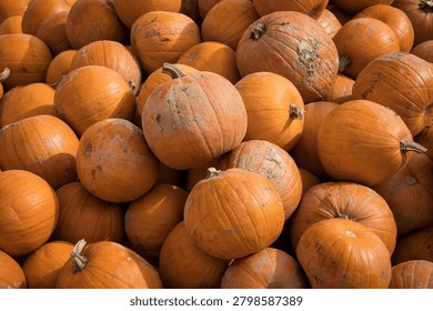 A close-up view of a stack of *Cucurbita maxima* pumpkins