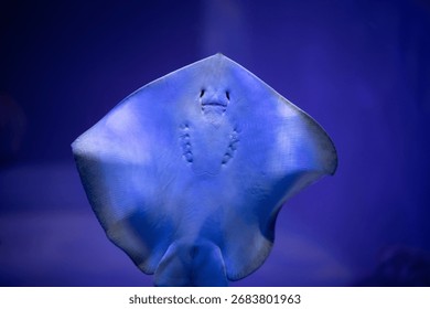 Close-Up View Of A Stingray Underside In Blue Light