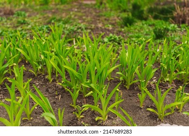 Closeup view stock photography of fresh young green plants growing outdoor on flowerbed. Flowering spring season time