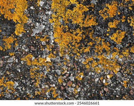 Close-up view of a stone surface covered with patches of yellow and orange lichen, highlighting the contrast between the rough texture of the stone and the vibrant colors of the lichen