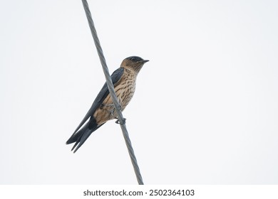 A close-up view of Striated Swallow (Eastern Red-rumped Swallow) Cecropis daurica vernayi, endemic subspecies to Myanmar and Thailand, posing on the roadside cable
