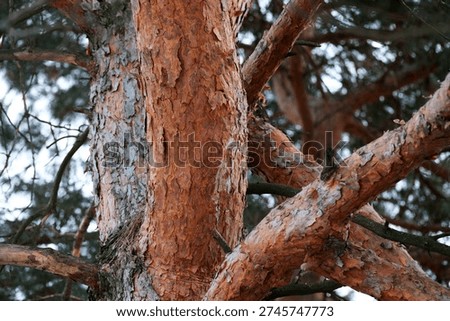 Close-up view of a stunning tree trunk showcasing its colorful bark and details.