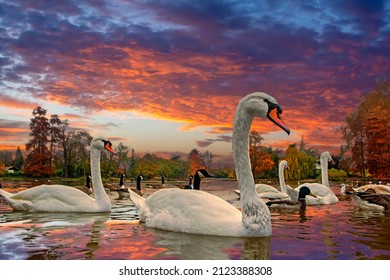 Close-up view to swans swimming in the lake with autumn colorful forest on blurred background at magical sunset in countryside. Rural landscape in fall, beautiful wilderness. Beauty of nature concept