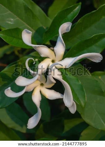 Closeup view of tabernaemontana africana aka Samoan gardenia creamy white fragrant flowers outdoors in tropical garden isolated on natural background