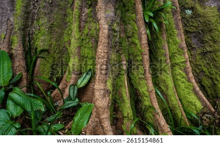 Closeup View of a Tan Tree Trunk with Lime Green Moss Growing on the Base of the Tree.