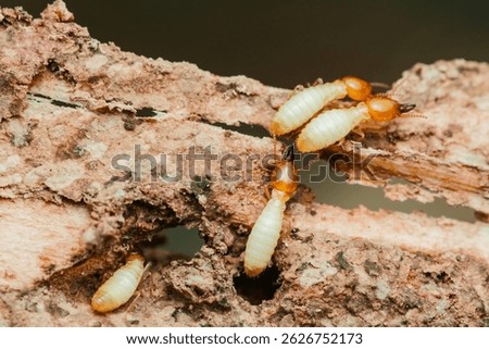 Close-up view of termites actively consuming and damaging a piece of wood, highlighting the destructive nature of these pests and the importance of pest control measures