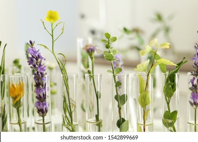 Closeup view of test tubes with different plants on blurred background