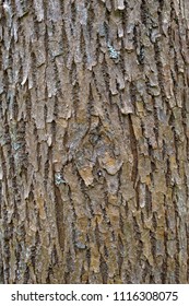 Close-up view to the texture an deciduous tree bark Fraxinus pennsylvanica, commonly known as green ash or red ash.