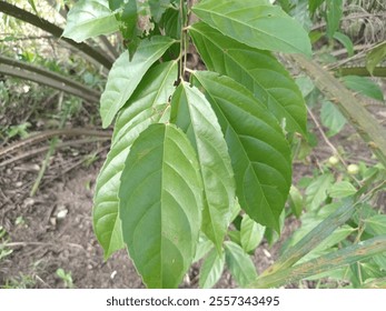 Close-up view of the texture of the leaves of the Rukam or Rukem Tree (Flacourtia rukam). This tree grows wild in the forest, its stem is thorny. - Powered by Shutterstock