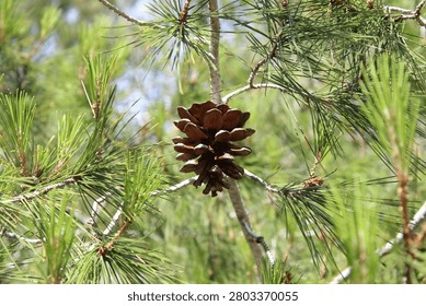 Close-up view of a textured brown pine cone hanging on a branch of a coniferous tree, surrounded by long green pine needles in a natural forest setting.