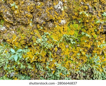 A close-up view of a textured surface covered in vibrant green moss and yellow lichen, with small plants growing amongst them.