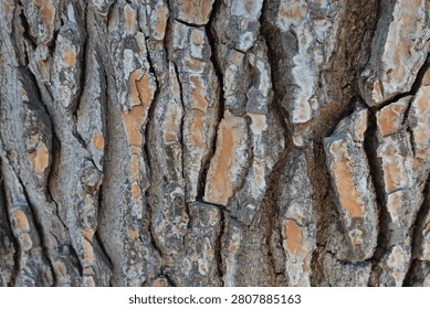Close-up view of the textured surface of a pine tree bark