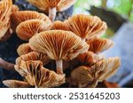 Close-up view of theunderside of mushrooms. Close-up of mushrooms texture background. macro mushroom