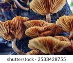 Close-up view of theunderside of mushrooms. Close-up of mushrooms texture background. macro mushroom