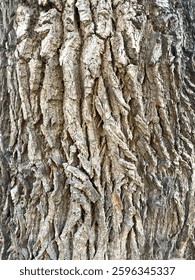 A close-up view of the thick, deeply grooved bark of an acacia tree. The textured surface has cracks and twists, highlighting the natural patterns created by aging and environmental factors.