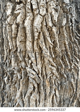 A close-up view of the thick, deeply grooved bark of an acacia tree. The textured surface has cracks and twists, highlighting the natural patterns created by aging and environmental factors.