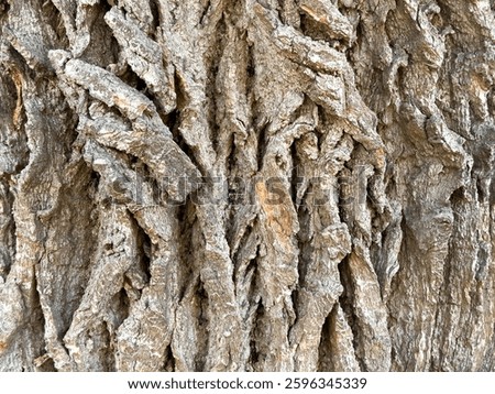 A close-up view of the thick, deeply grooved bark of an acacia tree. The textured surface has cracks and twists, highlighting the natural patterns created by aging and environmental factors.