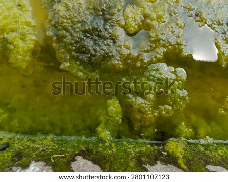 Close-up view of thick green algae bloom and moss floating in stagnant water, featuring air bubbles and a slimy texture.