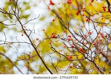 Close-up view of thin branches adorned with red berries, set against a soft-focus background of green leaves in an outdoor environment