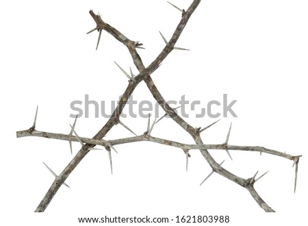 closeup view of thorn branch frame on white background , clipping path