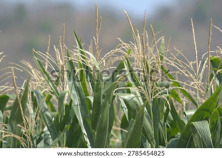 Close-up view of a thriving corn field (Zea mays) showing tall green stalks with golden pollen tassels at the top, photographed during the pollination stage. The lush green leaves catch natural sunlight while the soft bokeh background adds a dreamy, pastoral quality. Ideal for use in agriculture, farming, food production, and rural lifestyle content.
