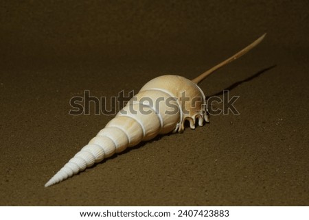 Closeup view of Tibia fusus also known as  Spindle tibia or Shinbone Tibia Gastropod.
