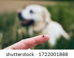 Close-up view of tick on human finger against dog lying in grass. 