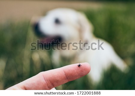 Close-up view of tick on human finger against dog lying in grass. 