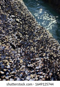 Close-up view at tide pool