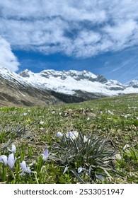 Close-up view of tiny purple and white flowers with snowy mountain on the background