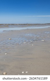 Close-up view of tiny seashells scattered across the wet sand of a Baltic beach in Parnu, Estonia. The gentle ripples and soft reflections create a calming and natural texture ideal for backgrounds