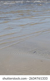 Close-up view of tiny seashells scattered across the wet sand of a Baltic beach in Parnu, Estonia. 