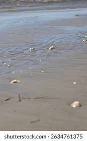 Close-up view of tiny seashells scattered across the wet sand of a Baltic beach in Parnu, Estonia. 