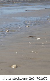 Close-up view of tiny seashells scattered across the wet sand of a Baltic beach in Parnu, Estonia. 