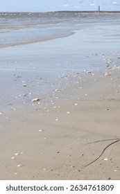 Close-up view of tiny seashells scattered across the wet sand of a Baltic beach in Parnu, Estonia. 