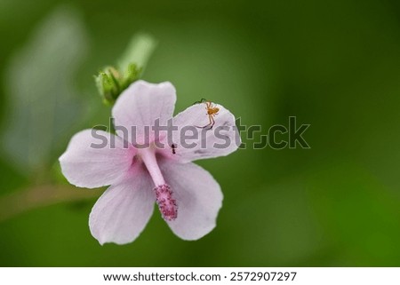 Close-up view of tiny spider perching on pink flower