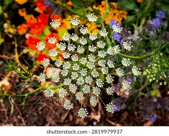 A close-up view of tiny white blossoms forming intricate umbels against a colorful, blurred background of poppies and other wildflowers
