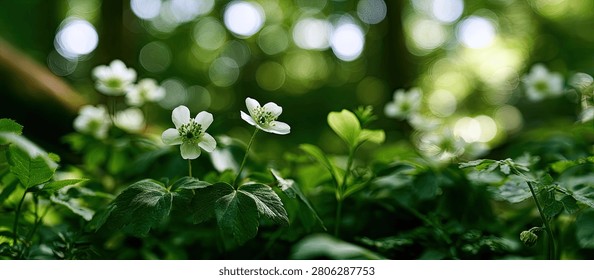 Close-up view of tiny white flowers and vibrant green leaves, with a blurred background of soft light.