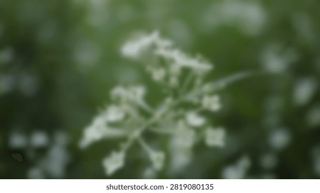 Close-up view of tiny white flowers with a soft focus background of lush green leaves and foliage.