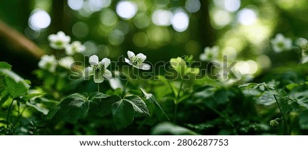 Close-up view of tiny white flowers and vibrant green leaves, with a blurred background of soft light.
