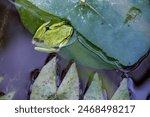 Close-up view from the top of a dotted green tree frog resting in a leaf, in a water lily pond, in the eastern Andean mountains of central Colombia.