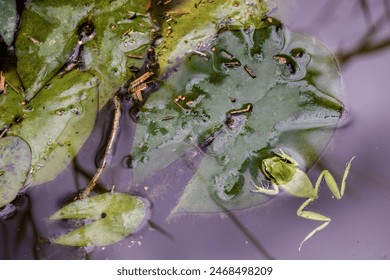 Close-up view from the top of a dotted green tree frog resting in a leaf, in a water lily pond, in the eastern Andean mountains of central Colombia. - Powered by Shutterstock
